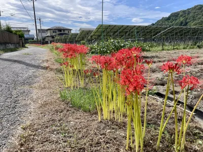 今日の風景/彼岸花の群生 〜2025年9月29日〜