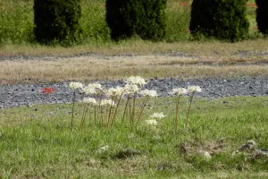 今日の風景/白い彼岸花 〜2025年9月30日〜