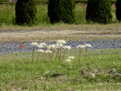 今日の風景/白い彼岸花 〜2025年9月30日〜