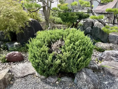今日の風景/剪定したコニファー 〜2025年10月3日〜