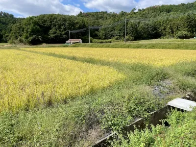 今日の風景/黄金色の田んぼ 〜2025年10月11日〜