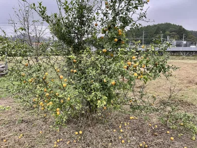 今日の風景/ゆずの木 〜2025年10月19日〜