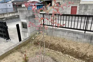 今日の風景/ブルーベリーの紅葉 〜2025年10月21日〜
