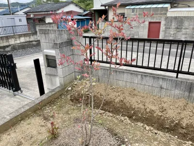 今日の風景/ブルーベリーの紅葉 〜2025年10月21日〜