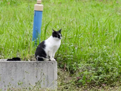 今日の風景/凛々しい猫 〜2025年10月25日〜