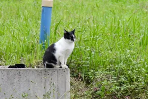 今日の風景/凛々しい猫 〜2025年10月25日〜