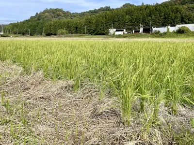 今日の風景/二度目の稲の実り 〜2025年11月3日〜