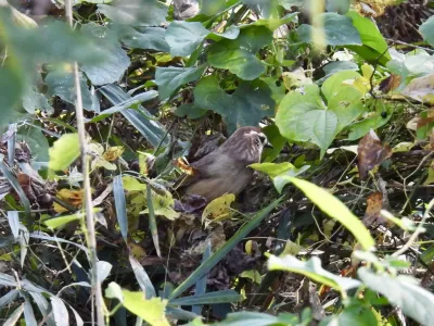 今日の風景/藪に隠れるシャイな鳥〜2025年11月5日〜