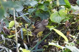 今日の風景/藪に隠れるシャイな鳥〜2025年11月5日〜