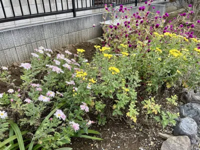 今日の風景/秋を彩る菊の花々 〜2025年11月11日〜