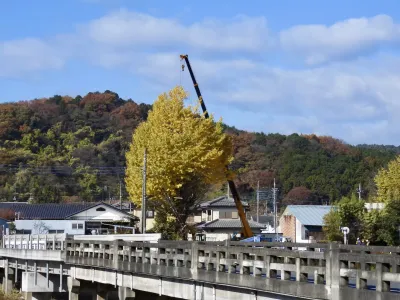 今日の風景/さらばイチョウ 〜2025年11月27日〜