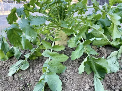 今日の風景/出過ぎた大根 〜2025年12月12日〜