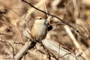 今日の風景/モズの幼鳥 〜2025年12月14日〜