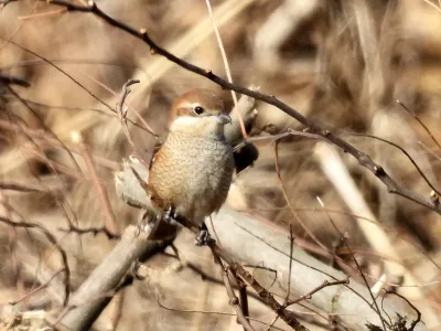 今日の風景/モズの幼鳥 〜2025年12月14日〜