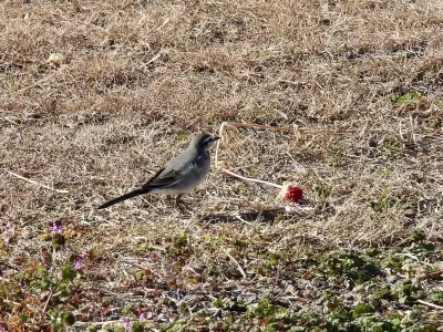 今日の風景/ハクセキレイの幼鳥？ 〜2025年12月22日〜