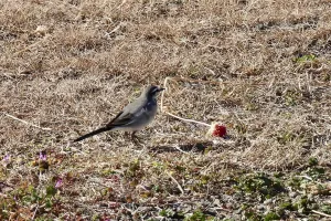 今日の風景/ハクセキレイの幼鳥？ 〜2025年12月22日〜