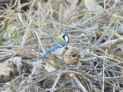 今日の風景/がんばるシジュウカラ 〜2025年12月24日〜