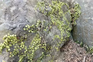 今日の風景/岩陰のマメヅタ 〜2026年1月16日〜