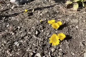 今日の風景/春を呼ぶ福寿草 〜2026年1月26日〜