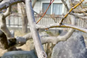 今日の風景/カエデのしずく 〜2026年1月28日〜