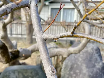 今日の風景/カエデのしずく 〜2026年1月28日〜