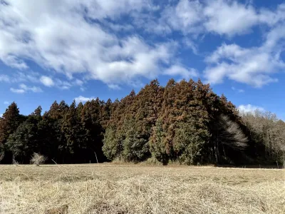 今日の風景/準備万端スギ花粉 〜2026年2月2日〜