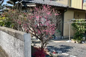 今日の風景/紅梅の開花 〜2025年2月18日〜