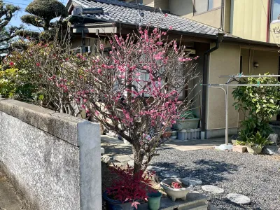 今日の風景/紅梅の開花 〜2025年2月18日〜