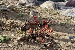 今日の風景/冬を越えた虹の玉 〜2026年2月20日〜