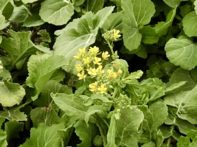 今日の風景/黄色の菜の花 〜2026年2月27日〜