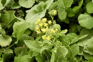 今日の風景/黄色の菜の花 〜2026年2月27日〜