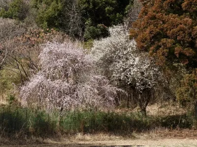 今日の風景/紅白の梅 〜2026年3月1日〜