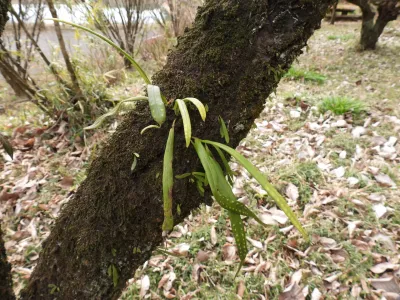 今日の風景/木の幹に生えるノキシノブ 〜2026年3月6日〜