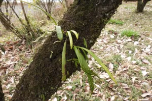 今日の風景/木の幹に生えるノキシノブ 〜2026年3月6日〜