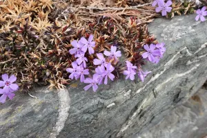 今日の風景/早くも芝桜 〜2026年3月8日〜