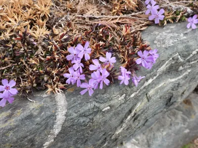 今日の風景/早くも芝桜 〜2026年3月8日〜