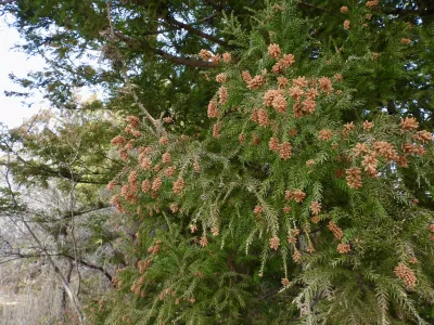 今日の風景/まだまだスギ花粉 〜2026年3月18日〜