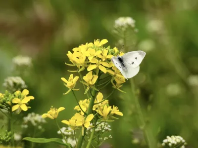 今日の風景/菜の花とモンシロチョウ 〜2026年3月18日〜