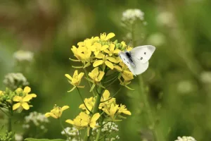 今日の風景/菜の花とモンシロチョウ 〜2026年3月18日〜