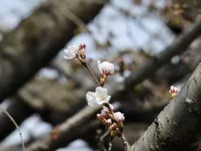 今日の風景/桜が咲いた 〜2026年3月22日〜