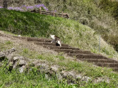 今日の風景/猫参り 〜2026年4月9日〜