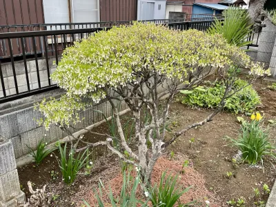 今日の風景/満開のドウダンツツジ 〜2026年4月10日〜