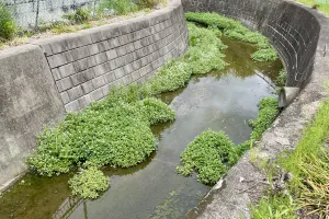 今日の風景/用水路の草花 〜2026年4月15日〜