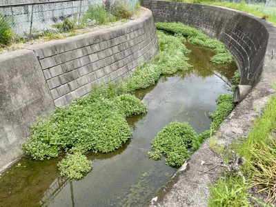 今日の風景/用水路の草花 〜2026年4月15日〜