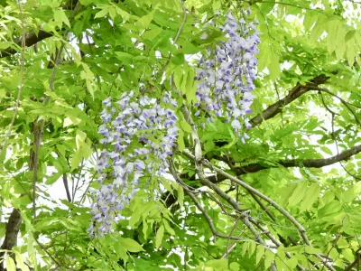 今日の風景/山を彩る藤 〜2026年4月20日〜