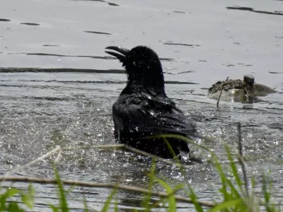 今日の風景/カラスの行水 〜2025年4月24日〜