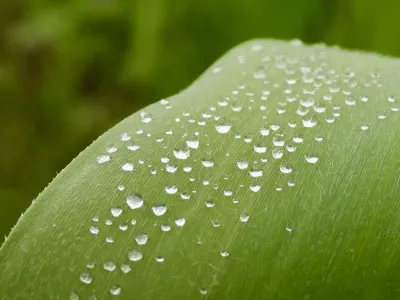 今日の風景/雨上がりの水滴 〜2026年4月30日〜