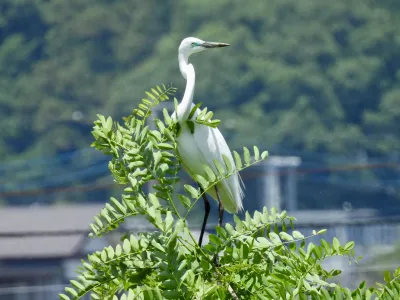 今日の風景/貫禄のダイサギ 〜2026年5月21日〜
