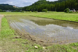今日の風景/日本の原風景 〜2026年5月29日〜