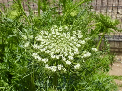 今日の風景/にんじんの花 〜2026年6月1日〜